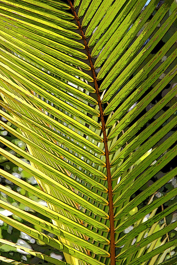 Palm Patterns 4 Photograph by Kerri Ligatich