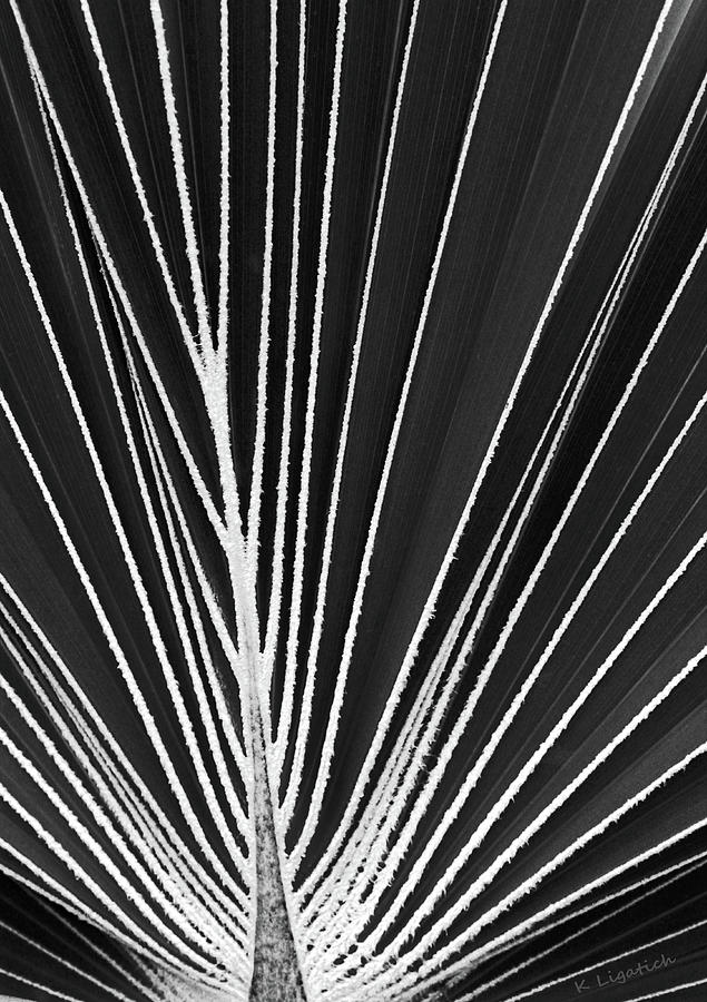 Palm Patterns Abstract - Black and White Digital Art by Kerri Ligatich