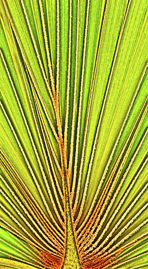 Palm Patterns Abstract Ill Digital Art by Kerri Ligatich