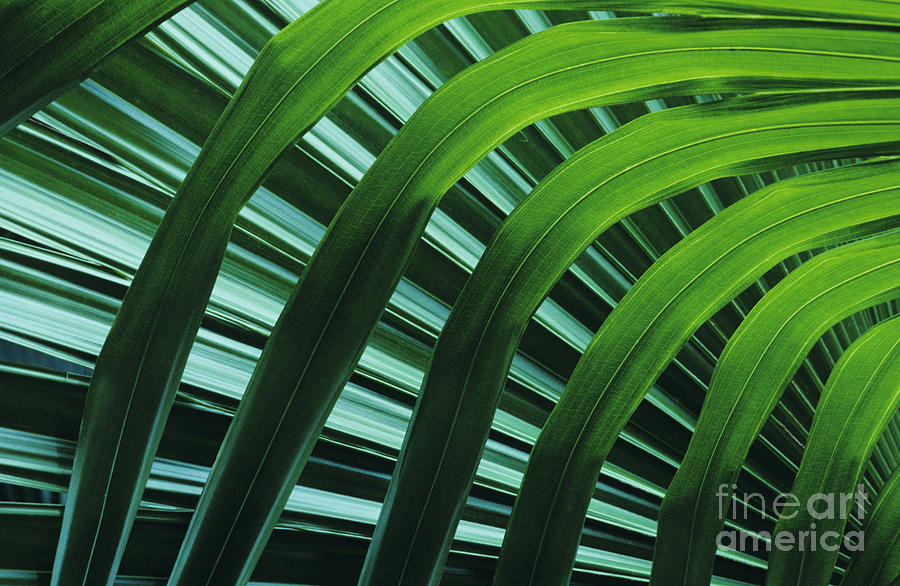 Pattern Photograph - Palm Patterns by Greg Vaughn - Printscapes
