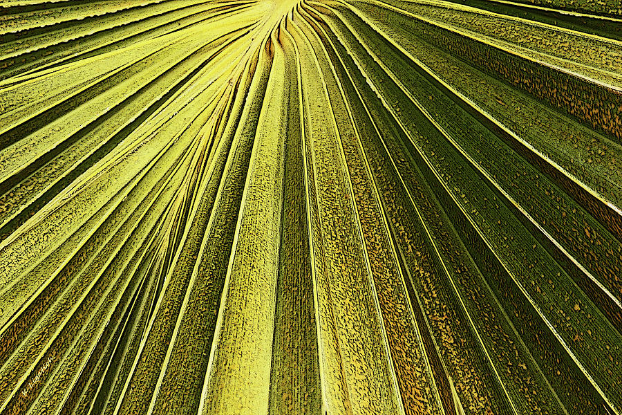 Palm Patterns I Digital Art by Kerri Ligatich
