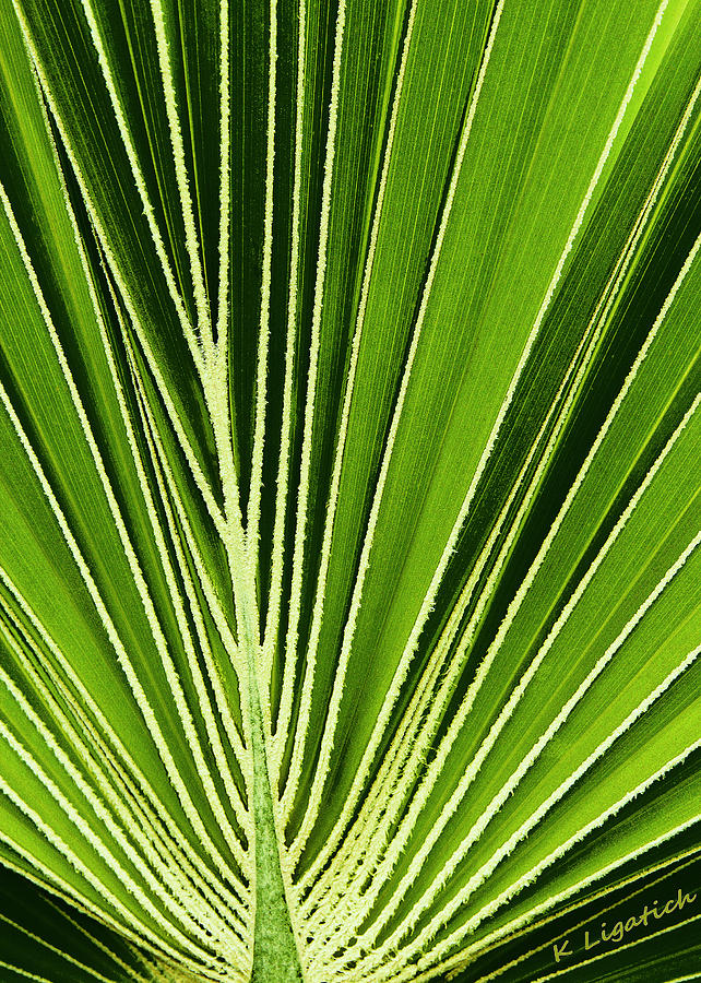 Palm Patterns Il Digital Art by Kerri Ligatich