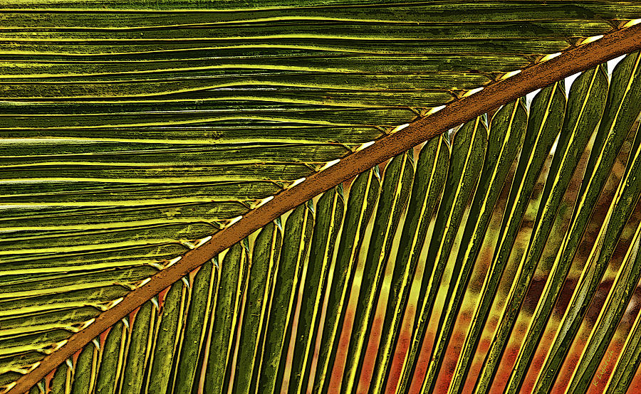 Palm Patterns Ill Digital Art by Kerri Ligatich