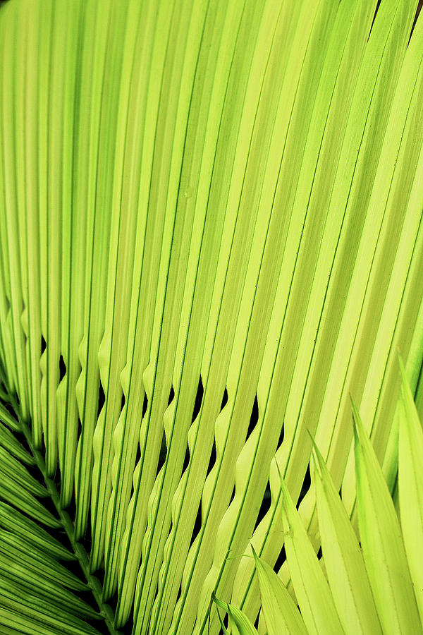 Palm Patterns Photograph by Vanessa Thomas