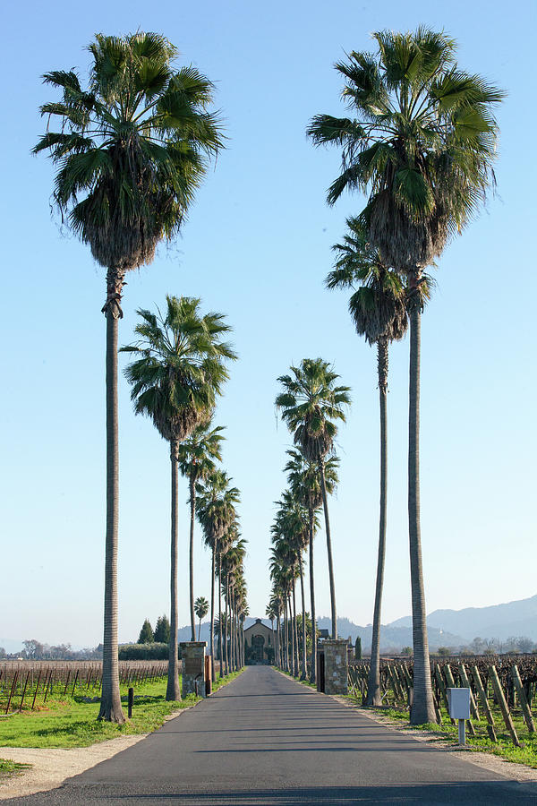Palm Perspective Photograph