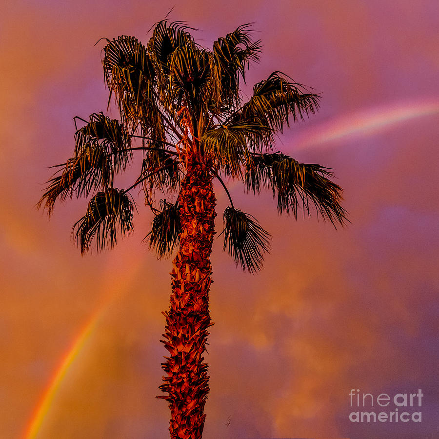 Palm Rainbow Photograph by Robert Bales