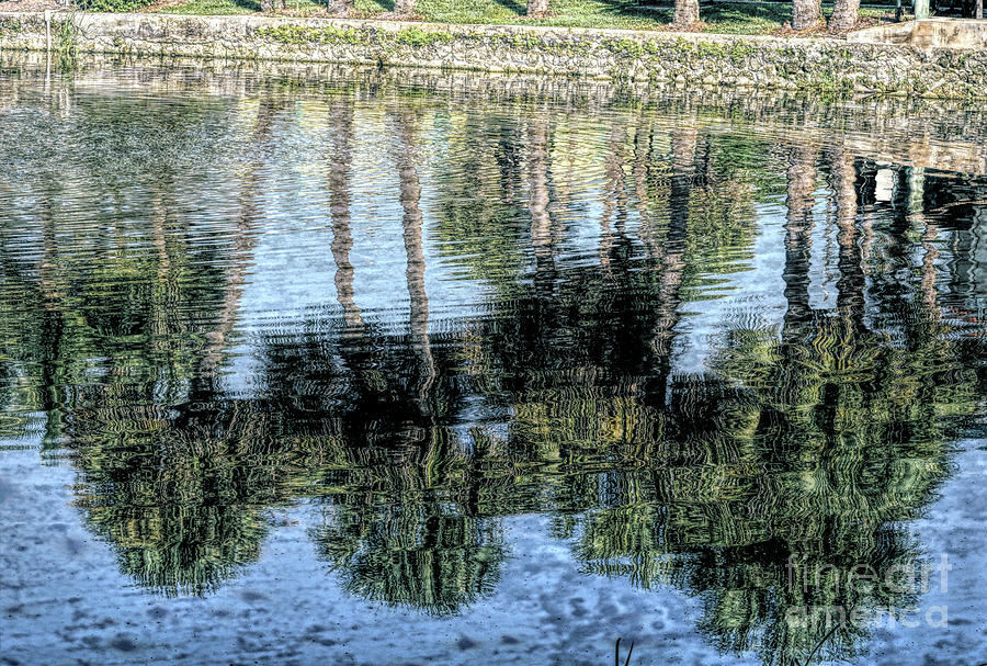 Palm Reflection Abstract Photograph by William Tasker - Fine Art America