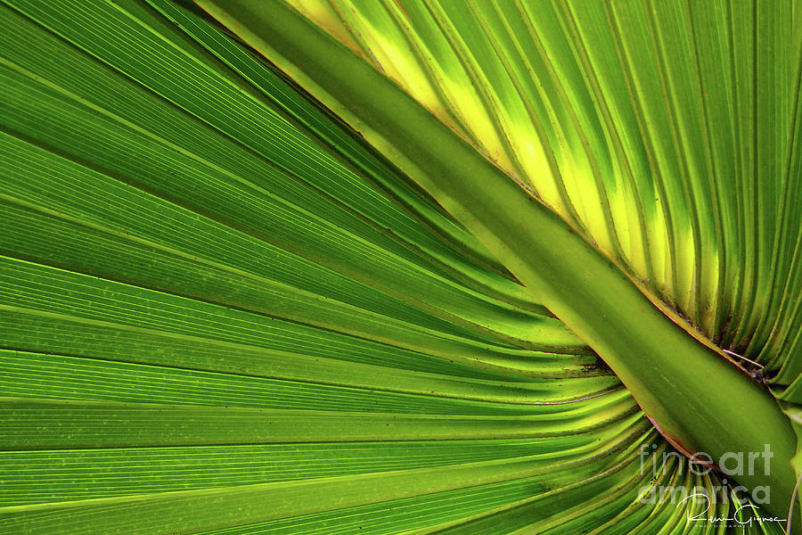Nature Photograph - Palm by Rene Gignac