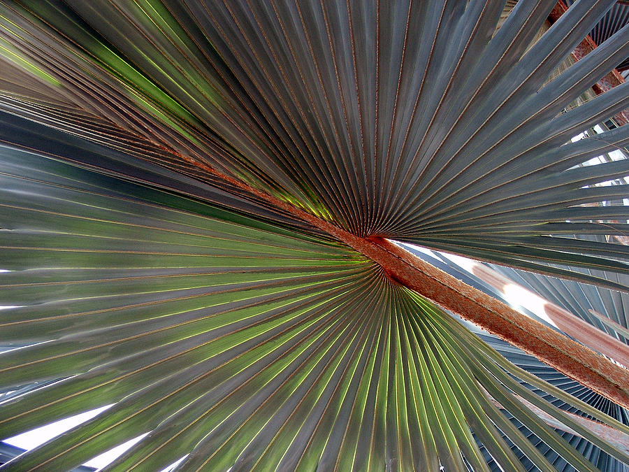Palm Photograph by Robert Meanor