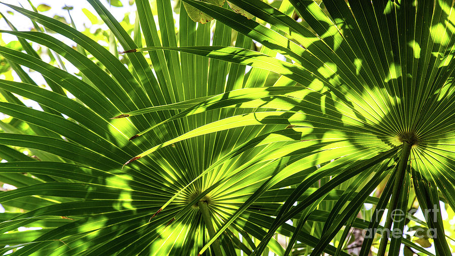 Palm Rythmn Photograph by Kathy Strauss