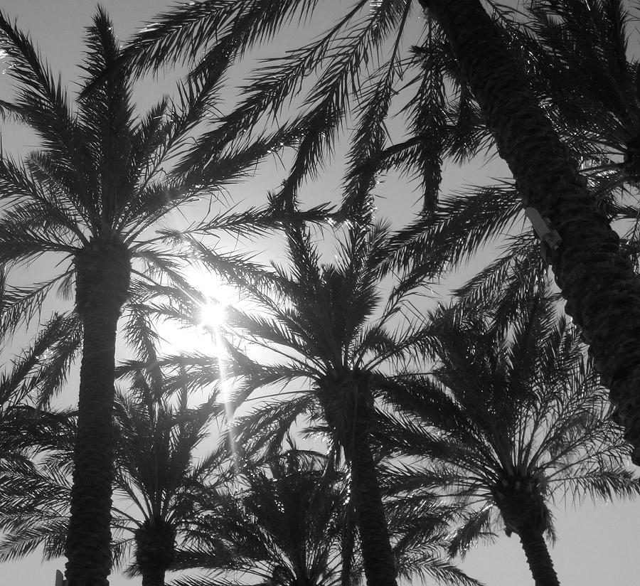 Palm Saturday Photograph by WaLdEmAr BoRrErO