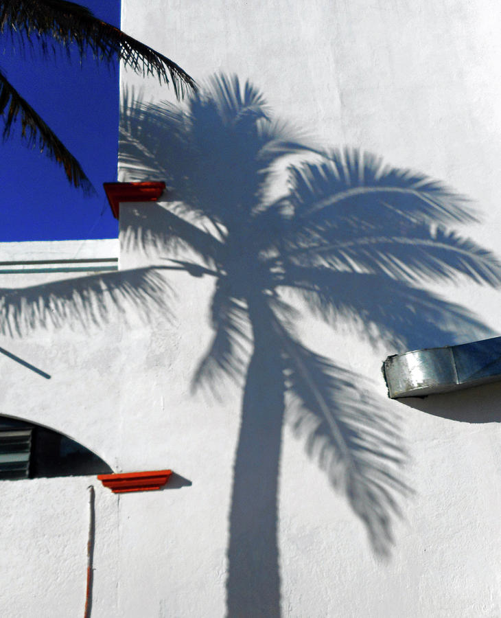 Palm Shadow 1 Photograph by Ron Kandt