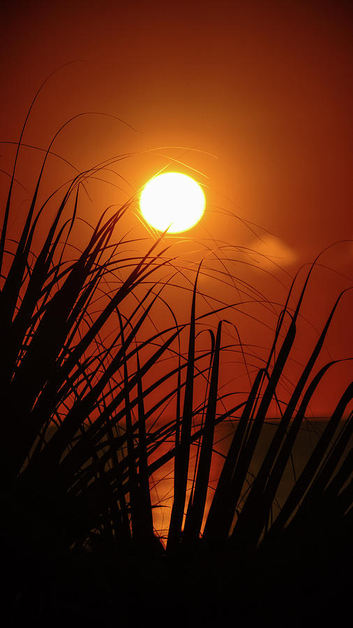 Palm Shimmer Sunrise Delray Beach Florida Photograph by Lawrence S Richardson Jr