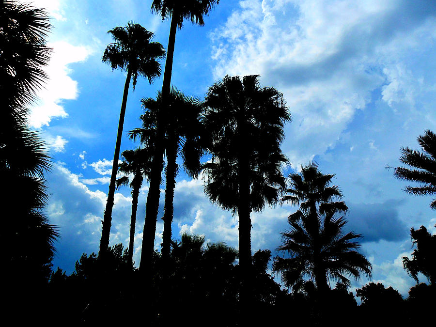Palm Silhouette and Blue Sky Photograph by Sheri McLeroy