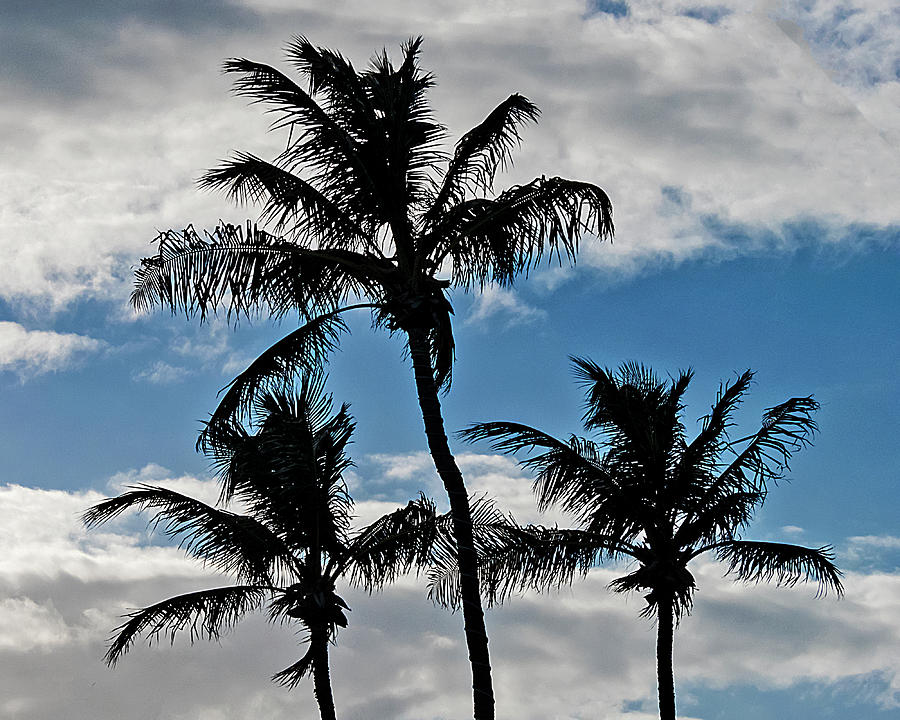 Palm Silhouette Photograph by Bob Slitzan