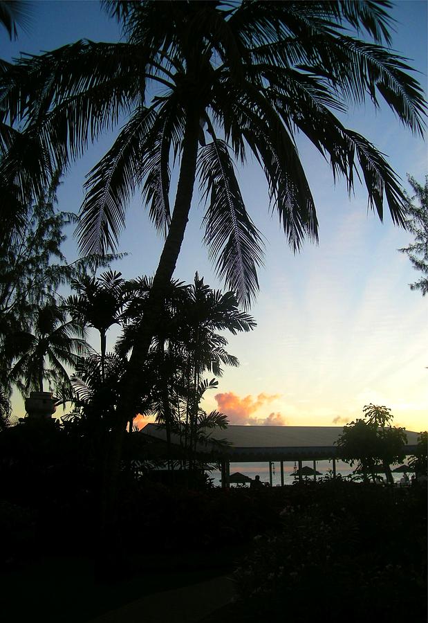 Sunset Photograph - Palm Silhouette by Caroline Eve Urbania