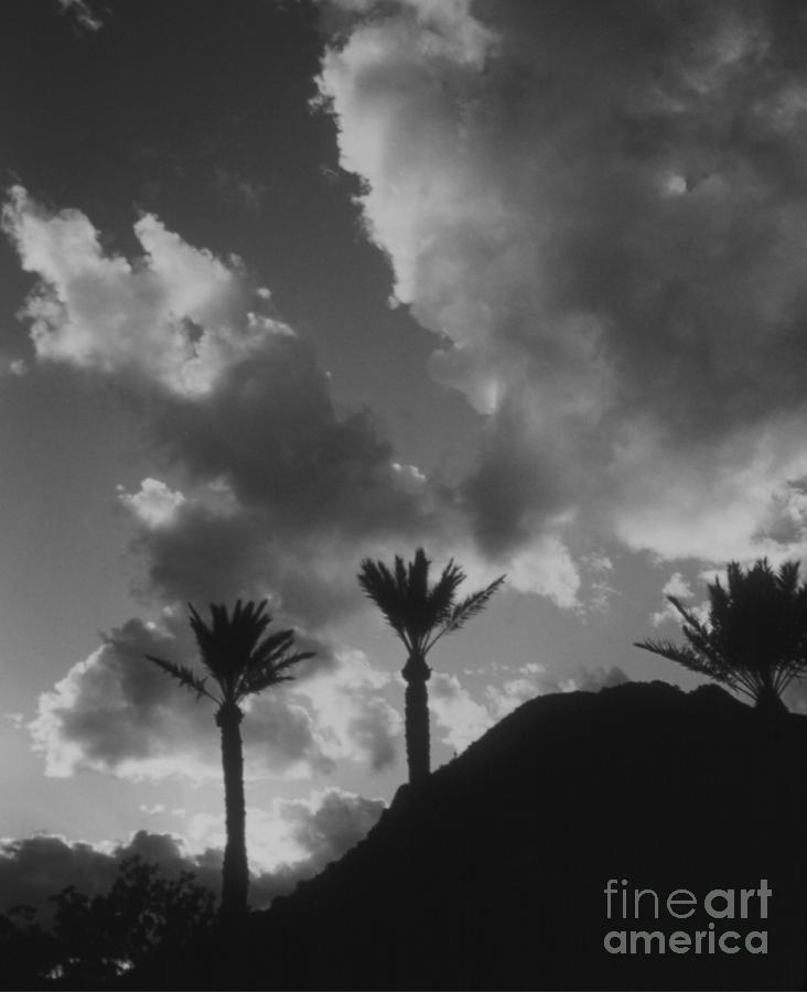 Palm Silhouette Photograph by Heather Kirk