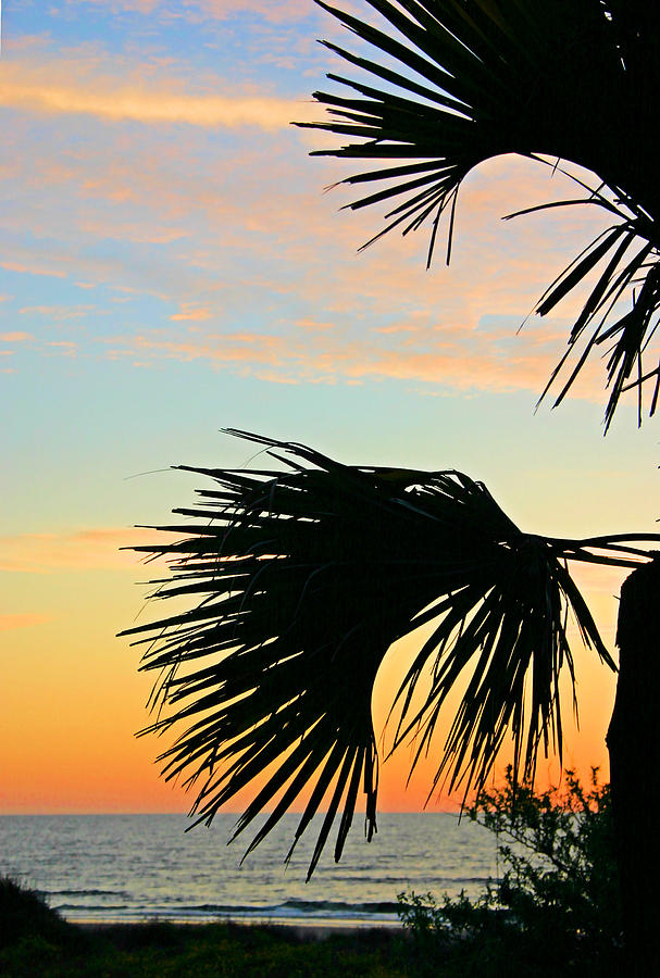 Palm Silhouette Photograph by Kristin Elmquist