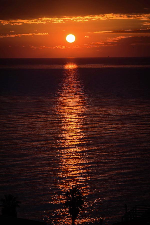 Palm Silhouette Photograph by Larkins Balcony Photography