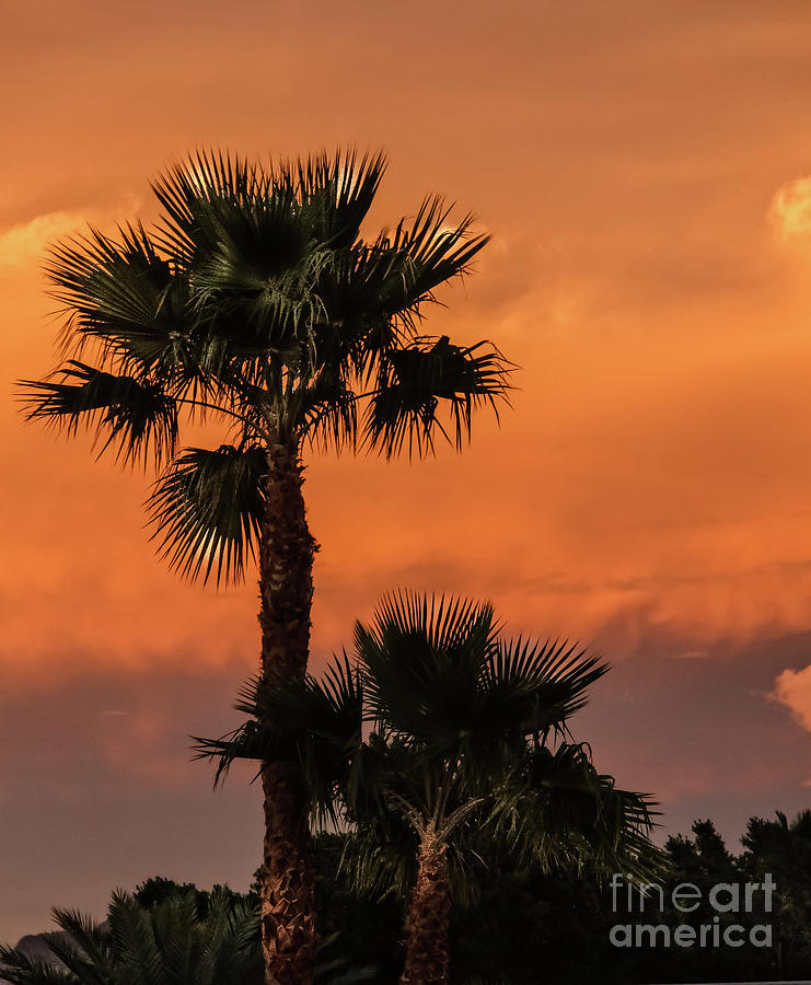 Sunset Photograph - Palm Silhouette by Robert Bales