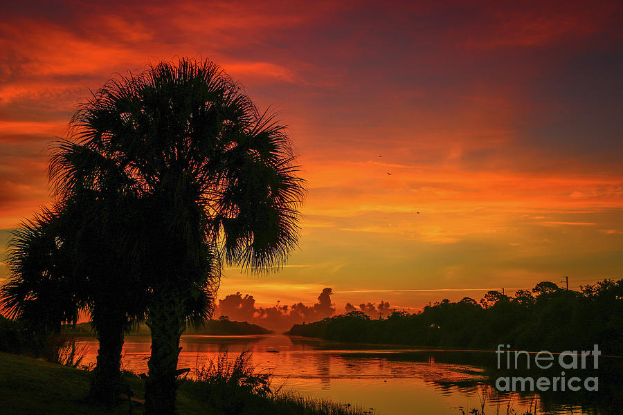 Palm Silhouette Sunrise Photograph by Tom Claud
