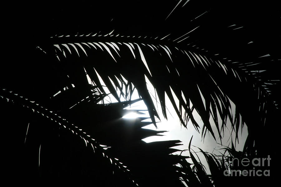 Palm Silhouettes Kaanapali Photograph by Sharon Mau