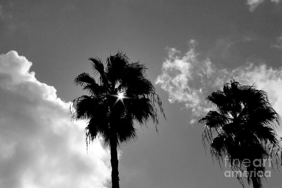 Palm Silhouettes Photograph by Robert Wilder Jr