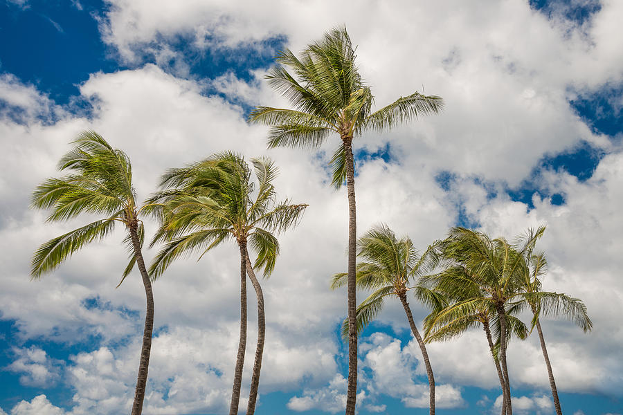 Palm Sky Photograph by Leonardo Dale