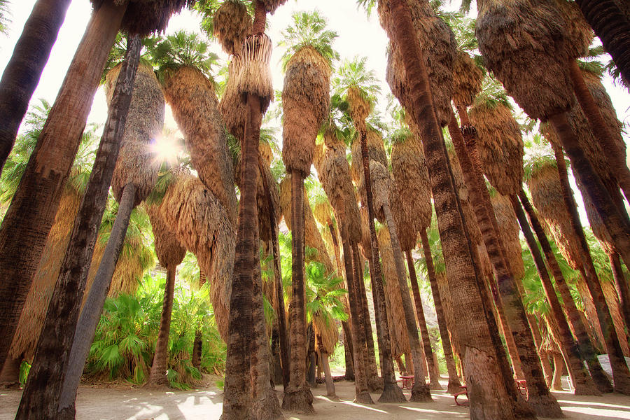 Palm Spring Vibes Photograph by Nicki Frates