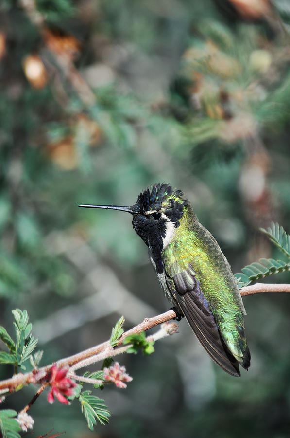 Palm Springs Hummingbird Photograph by Kyle Hanson