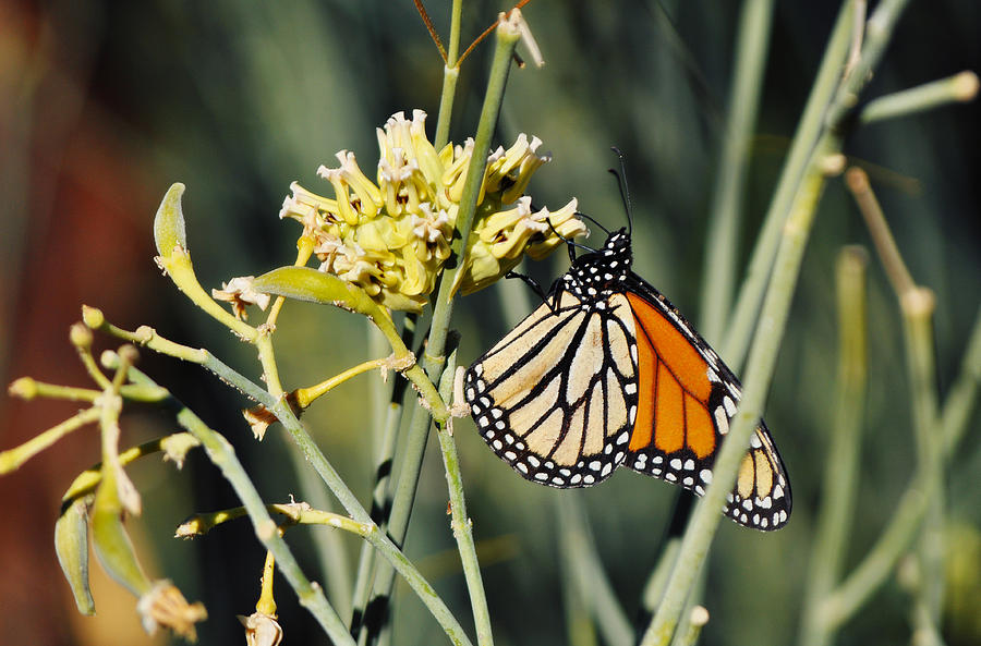 Palm Springs Monarch Photograph by Kyle Hanson