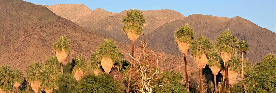 Palm Springs Palms Photograph by Lisa Dunn
