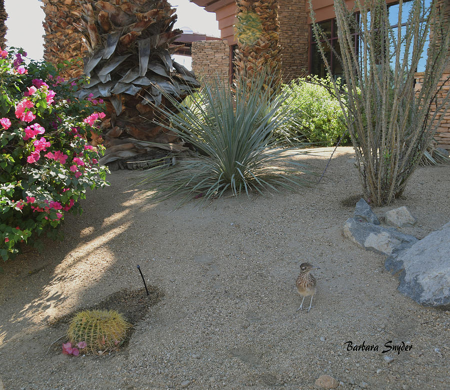 Palm Springs Road Runner Painting by Barbara Snyder