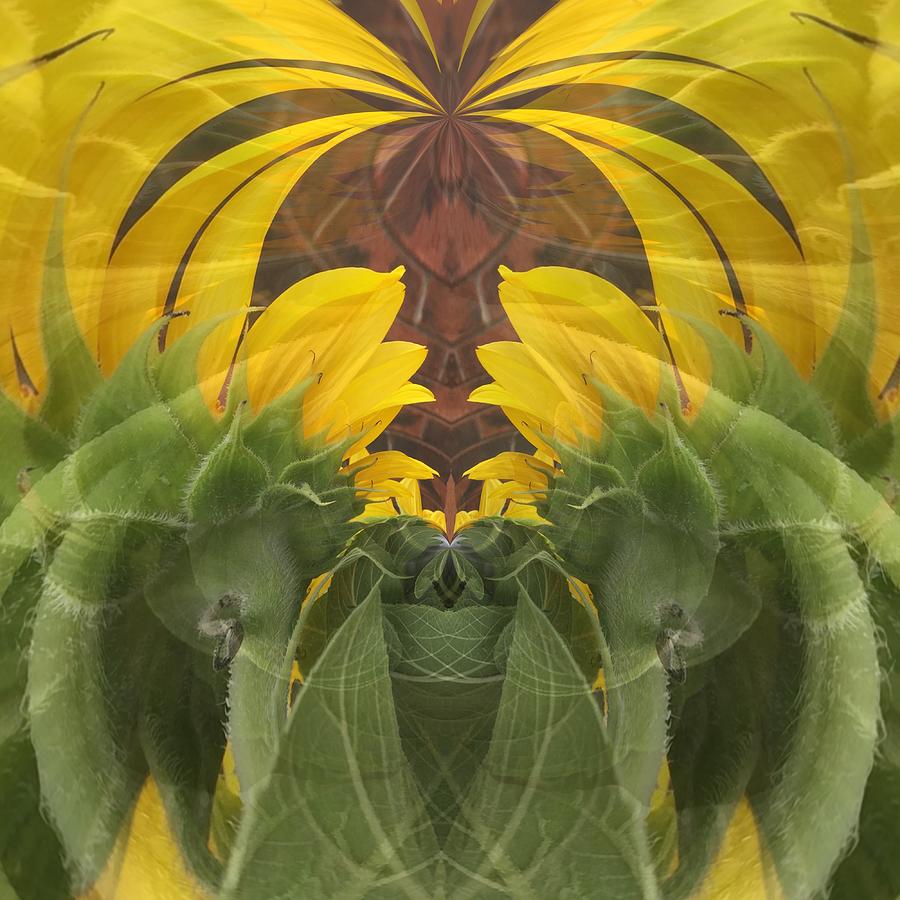Sunflower Digital Art - Palm Style Sunflower Abstract by Debra Martz
