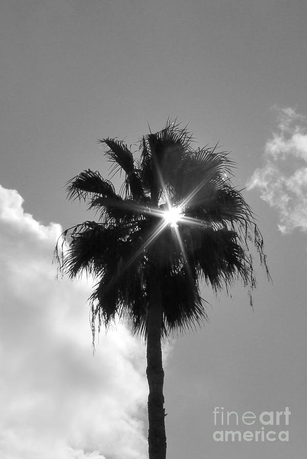Palm Sun Photograph by Robert Wilder Jr