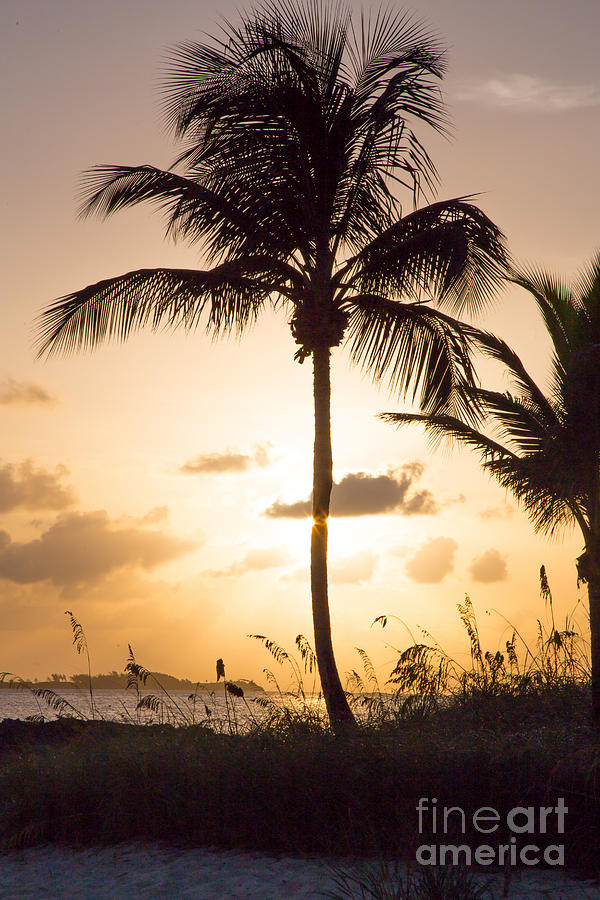 Palm Sunrise Photograph