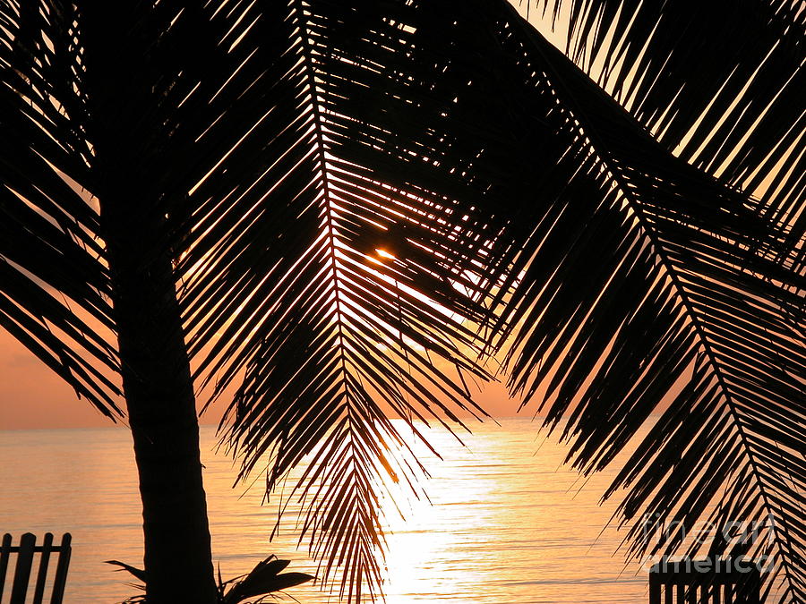 Palm Sunrise Photograph by Jim Goodman