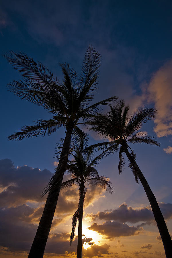 Palm Sunrise Photograph by Ryan Heffron