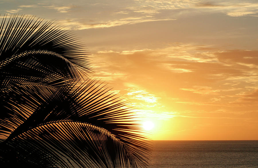 Palm Sunset 2 Photograph by Vicki Hone Smith