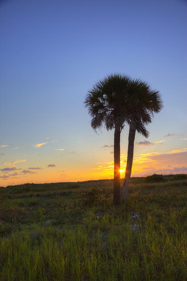 Palm Sunset Photograph