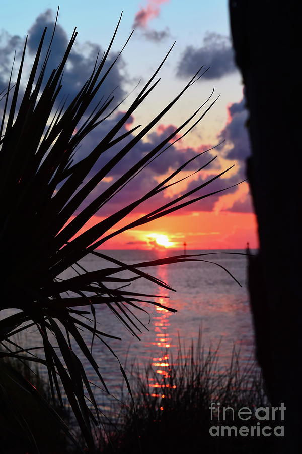 Palm sunset B.P.St Park Photograph by Priscilla Batzell Expressionist Art Studio Gallery