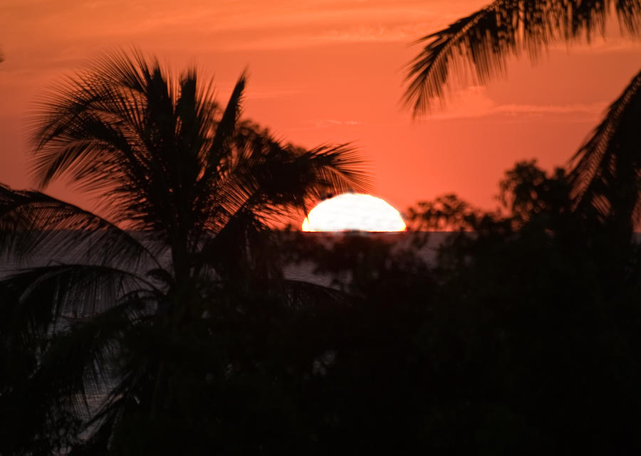 Palm Sunset Photograph by Jim DeLillo