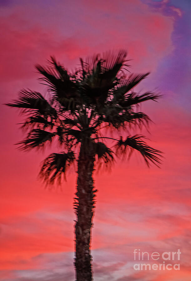 Palm Sunset Mixed Media by Robert Bales