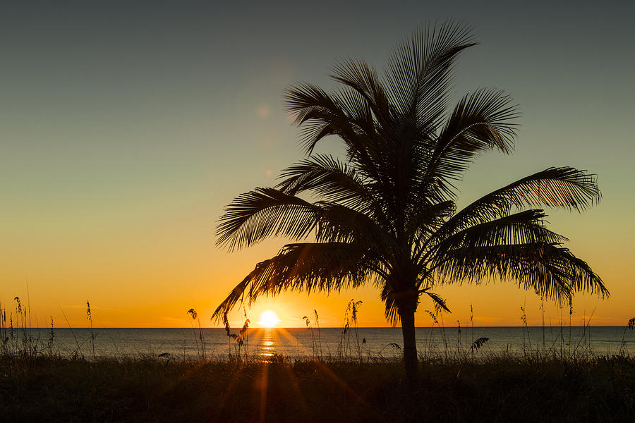 Palm Sunset Photograph by Sean Allen