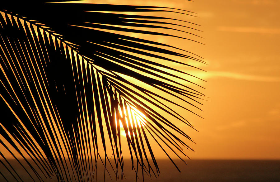 Palm Sunset Photograph by Vicki Hone Smith