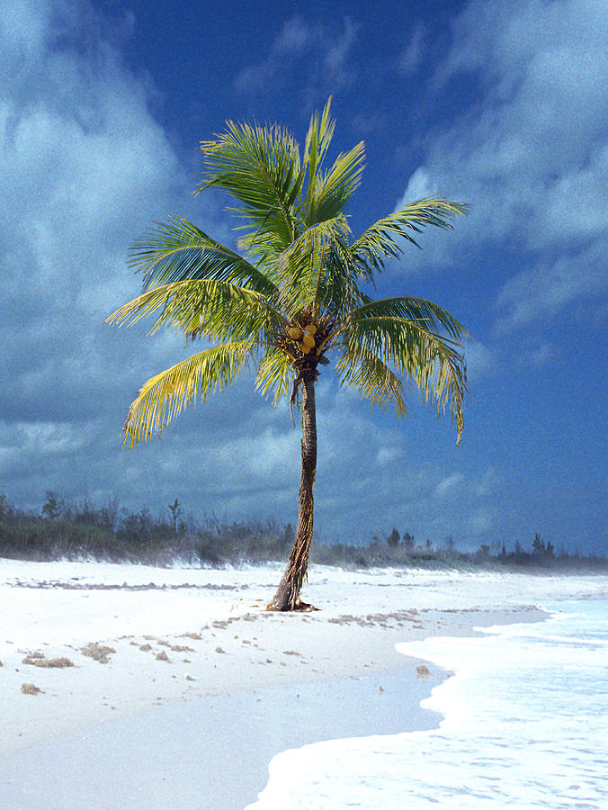 Palm Tree Digital Art - Palm Tee In The Sand by Richard Nickson Palm Tree Digital Art - Palm Tee In The Sand by Richard Nickson