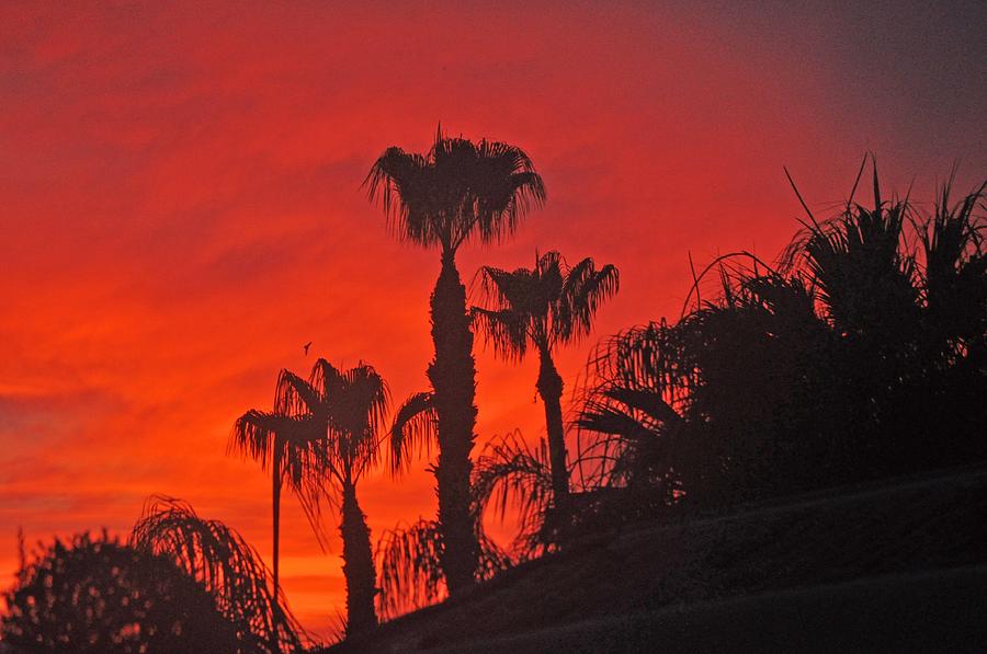Palm Trees Silohetted Against A Stormy Red Sky Photograph by Jay Milo