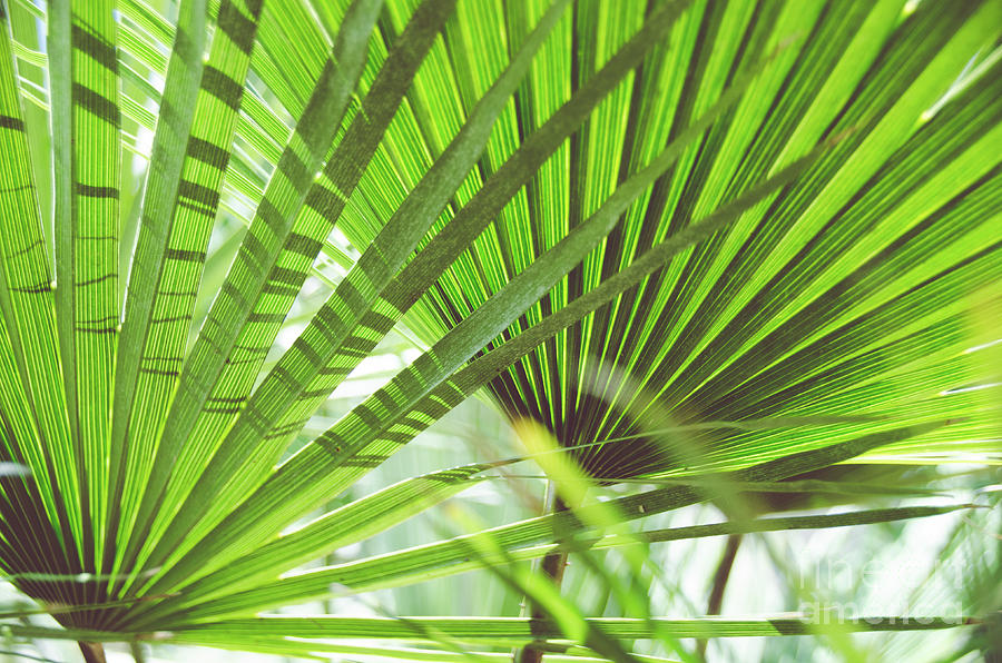Palm Tree 7 Photograph by Andrea Anderegg