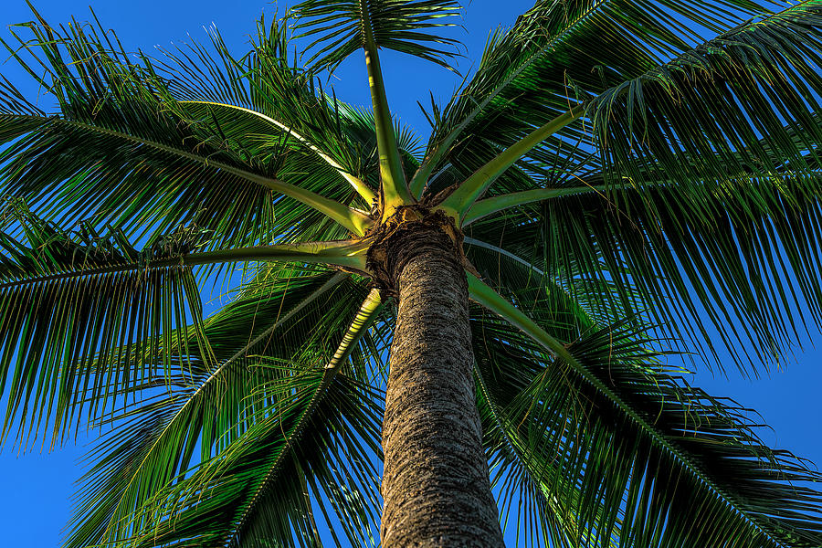 Palm Tree a Fronds Photograph by Bud Bartnik