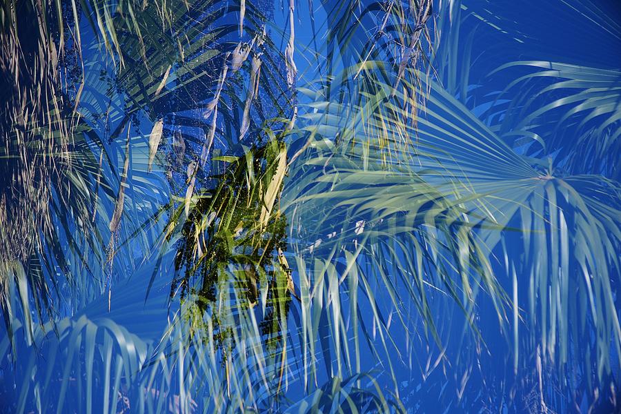 Tree Photograph - Palm Tree Abstract III by Linda Brody